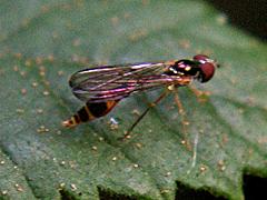 Syrphid Fly